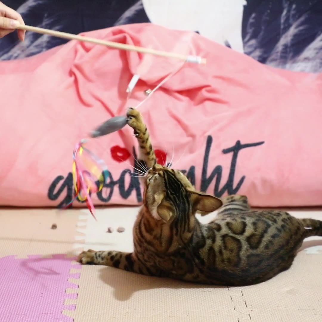 Cat wand toy handle close-up