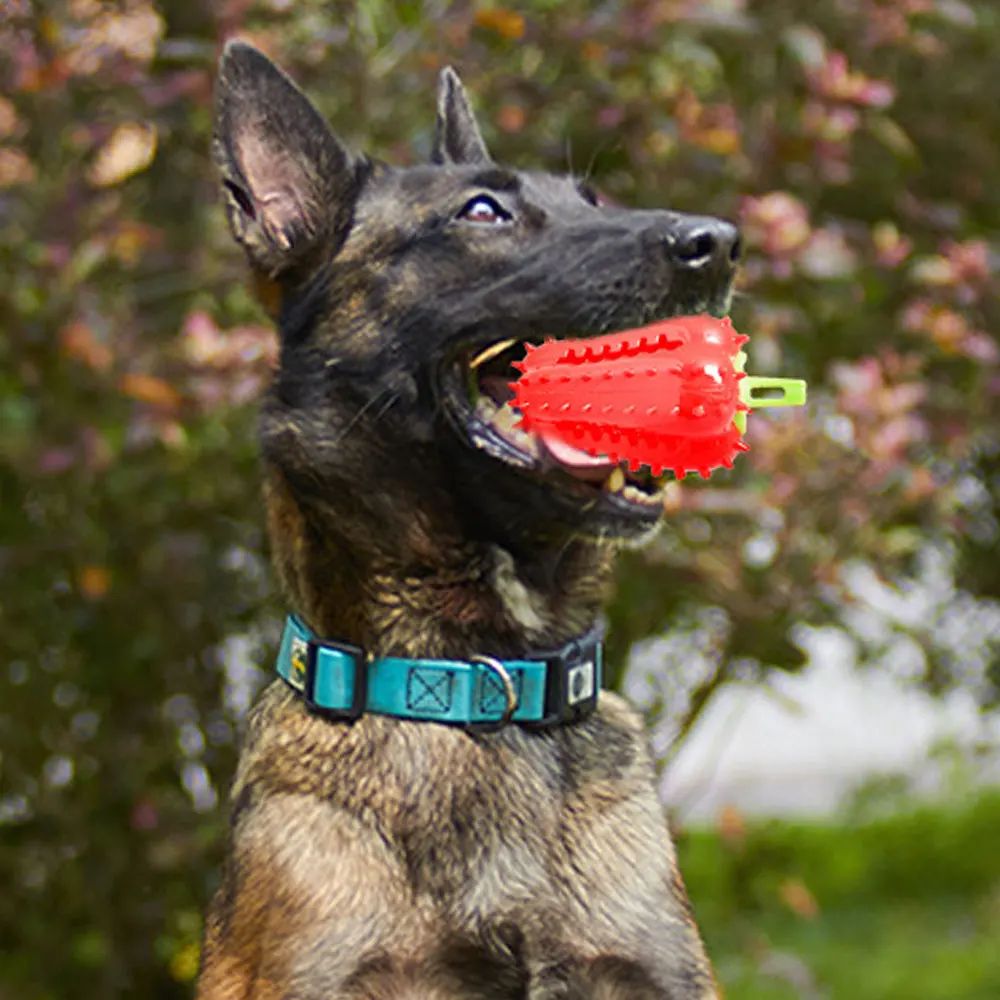 Dog chewing on chili-shaped toy