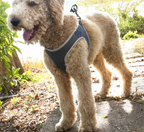 Dog Leash Vest Pet Harness size chart reference
